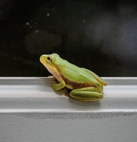 fonds d'écran frog, toad