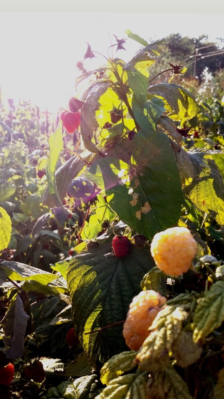 raspberry