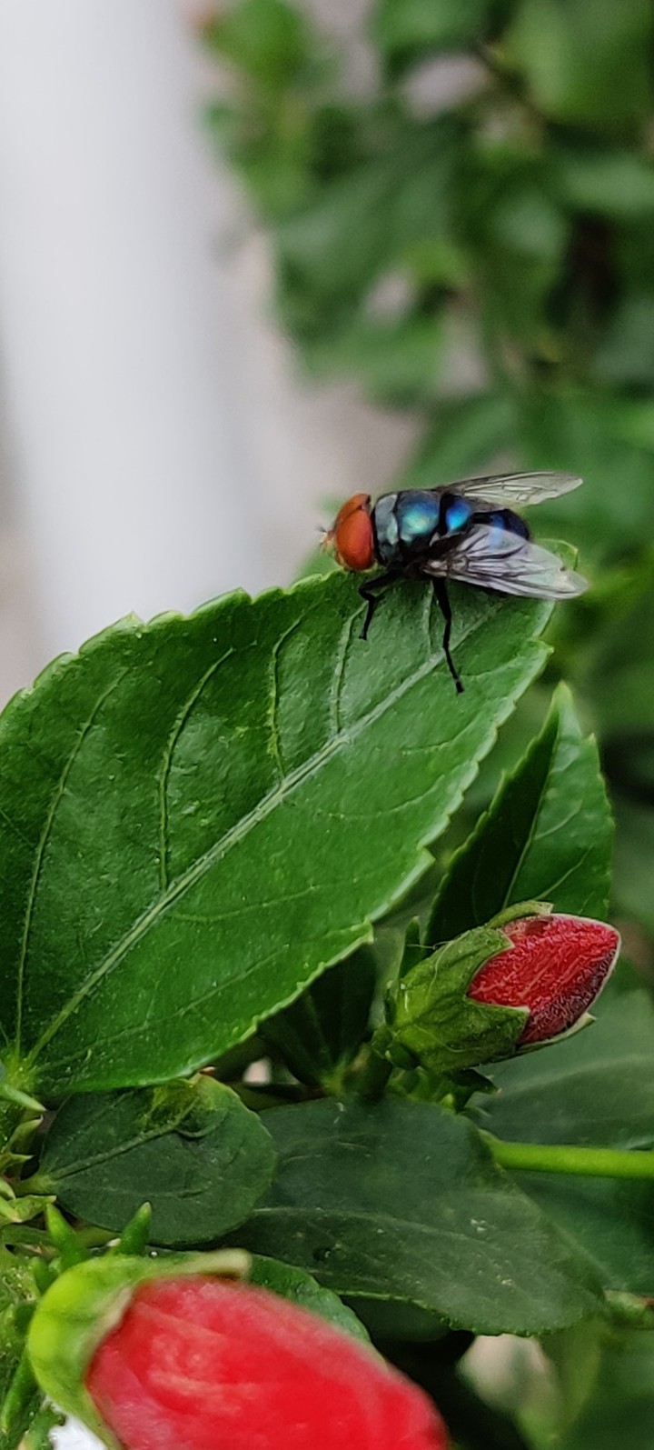 Fly