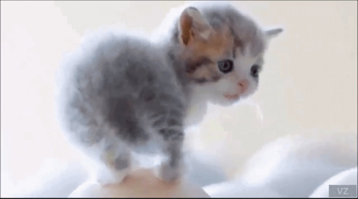 Cat love