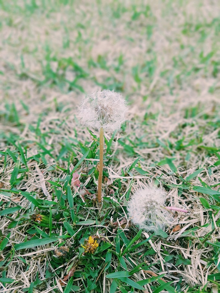 Dandelion seed