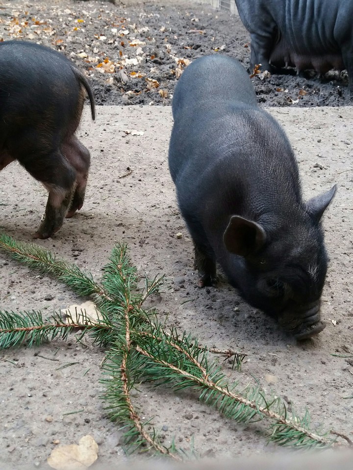 Hängebauchschwein Baby