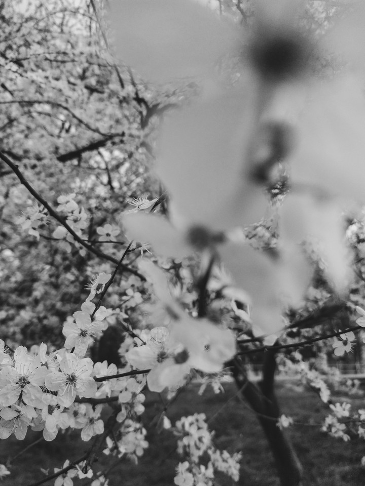 blossom