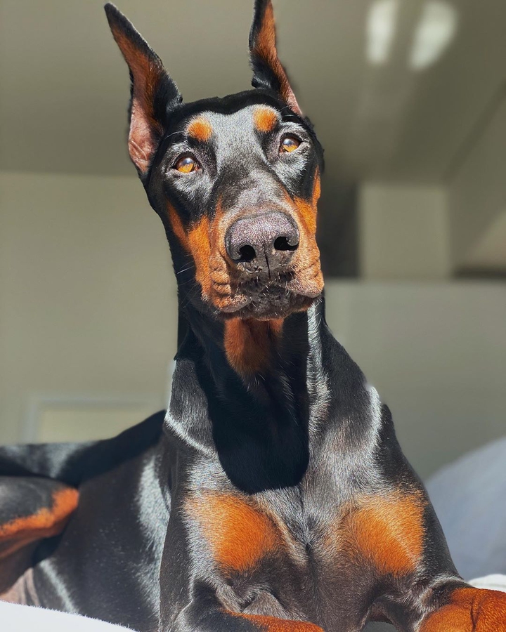 dobermann