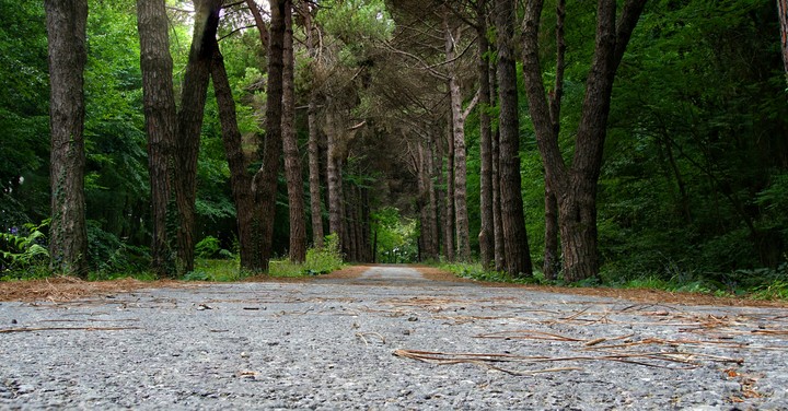 İstanbul Belgrad forest