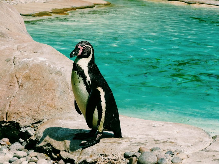 Penguin paradise in London Zoo