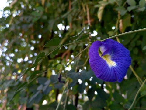 focus on foreground