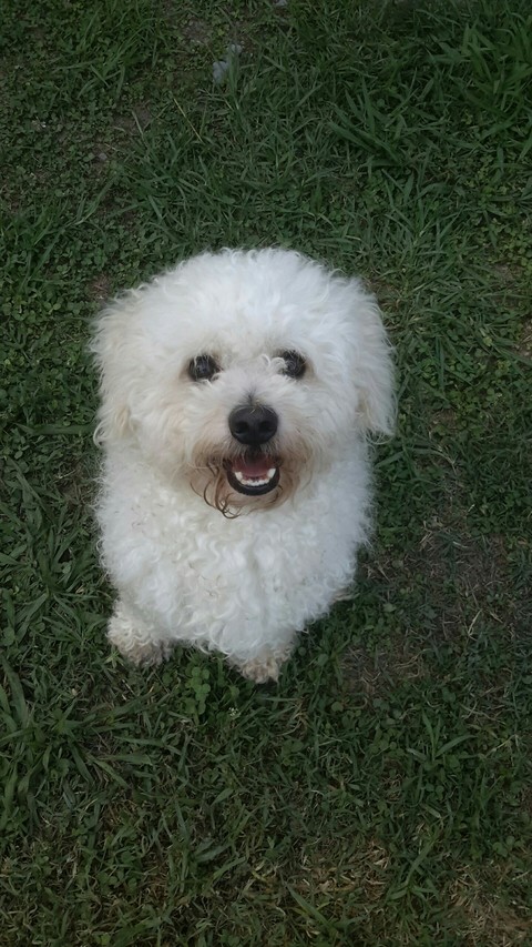 bichon frise