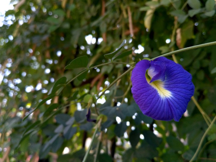 focus on foreground