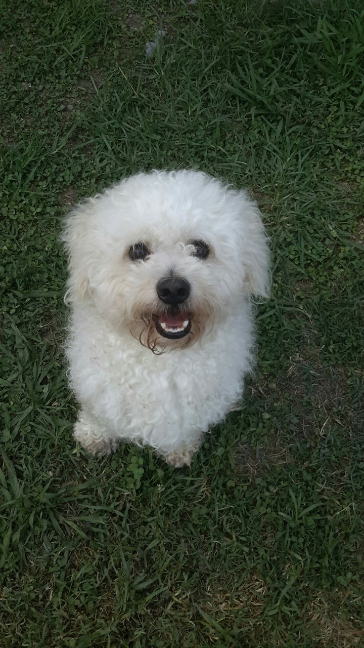 bichon frise