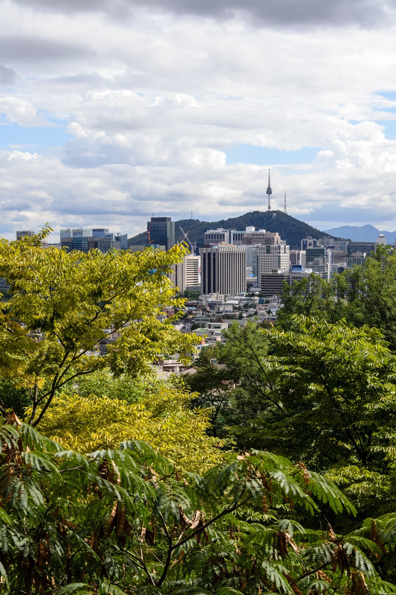 обои vegetation, cityscape