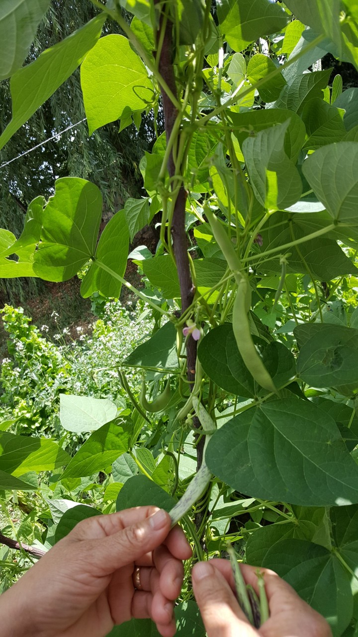 vegetables garden