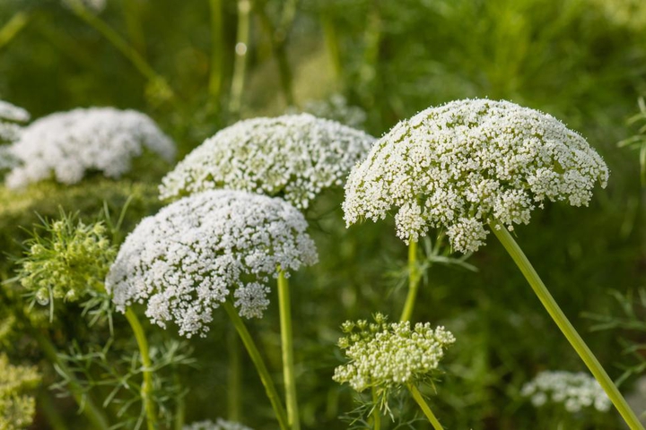 Queen Anne's Lace