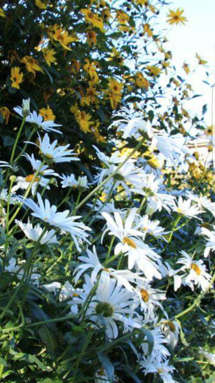 white flowers