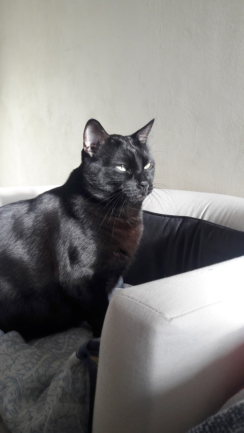 Rocky