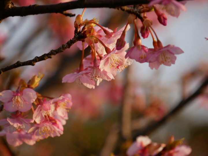 cherryblossom