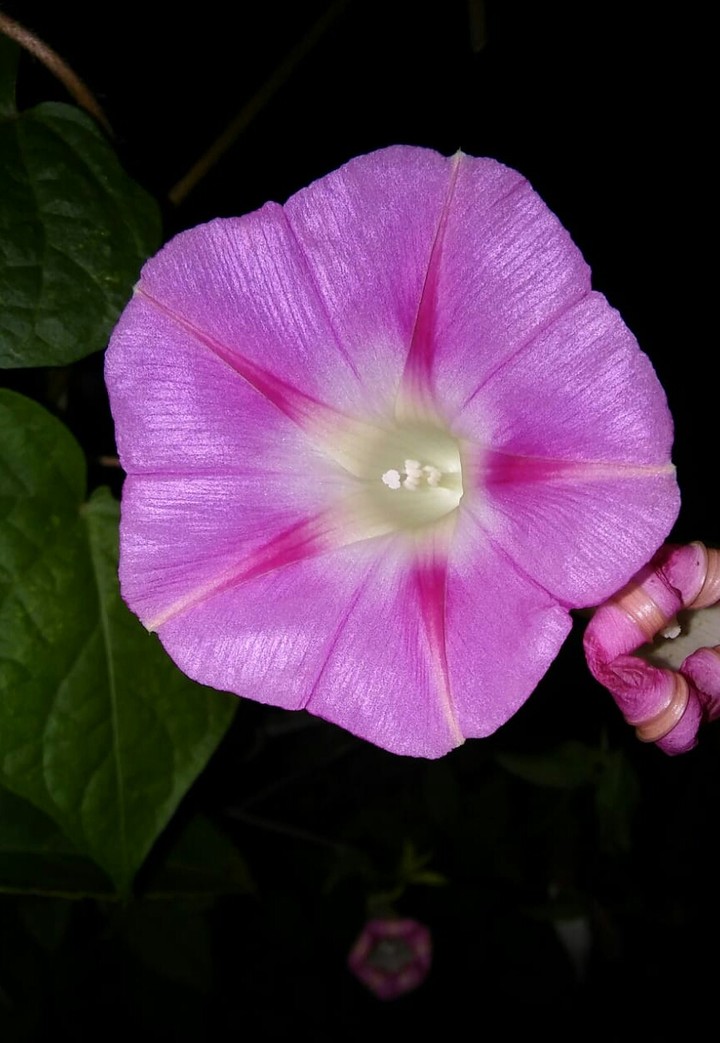 Powerfully Flowerfully