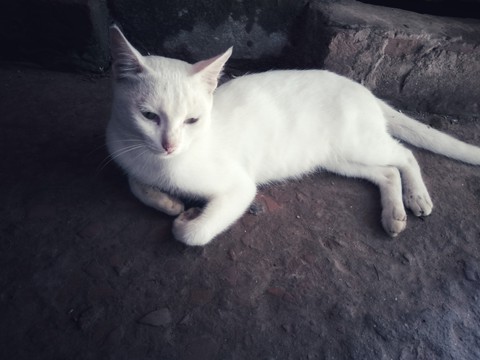 parisha cat