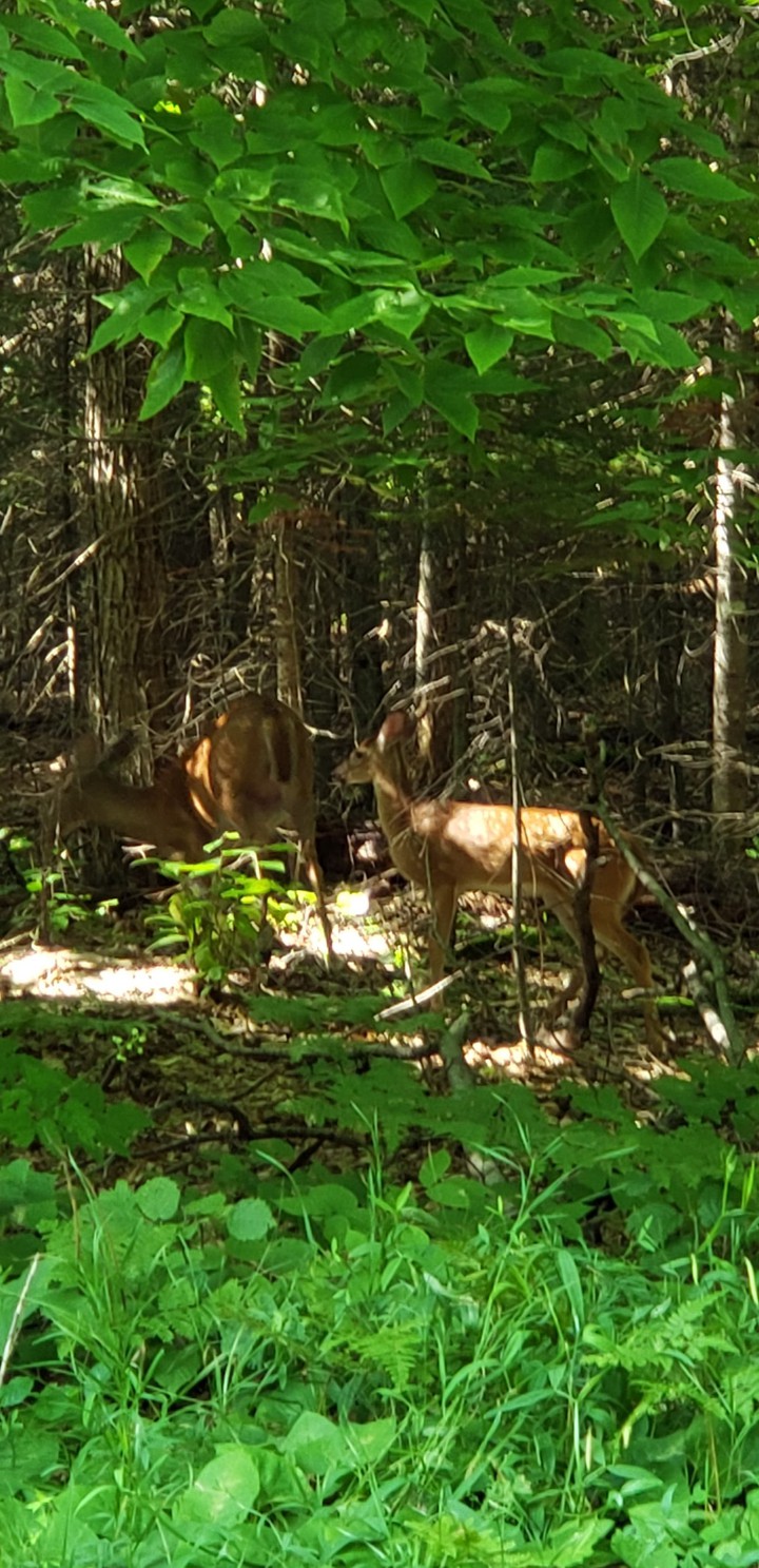 deer