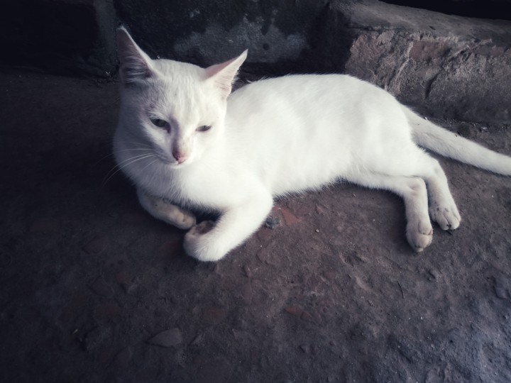parisha cat