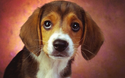 my pet