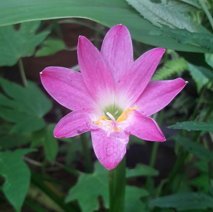 my home flower