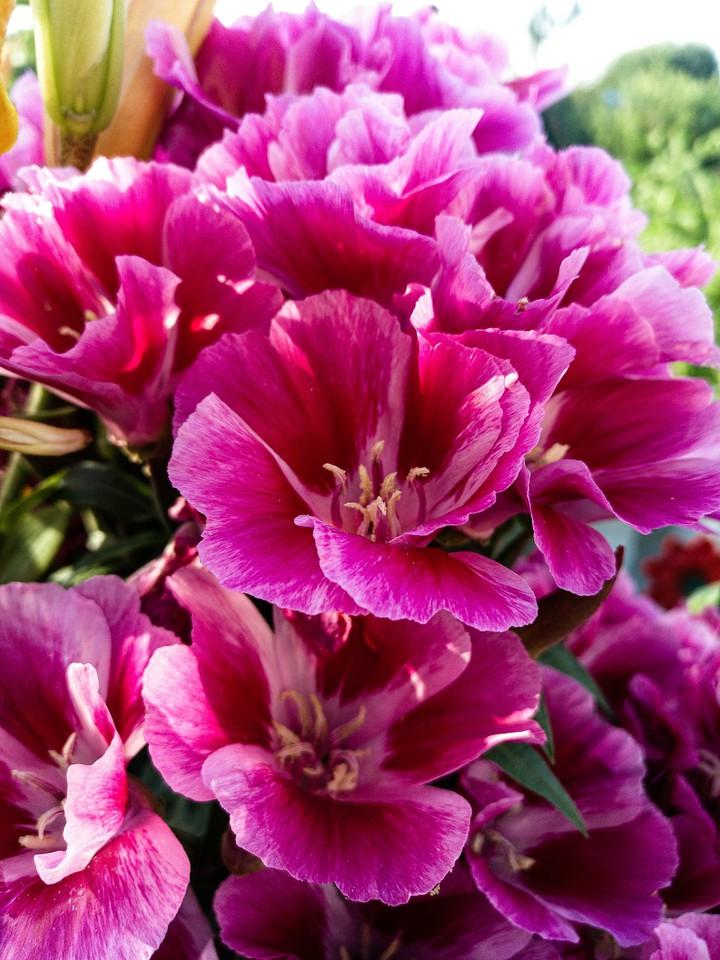 pink