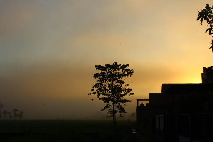 Tree's Live