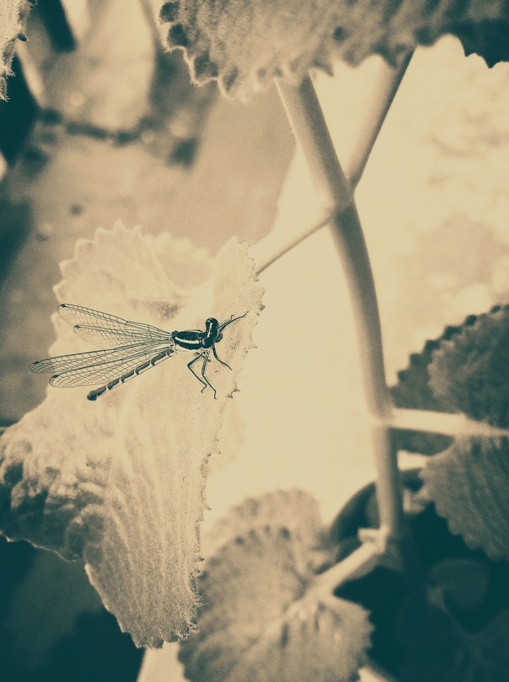 A hopper in a small plant