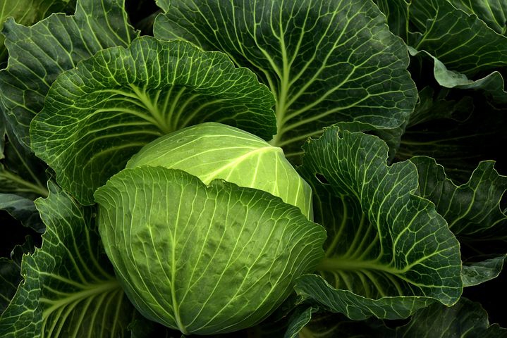 cabbage