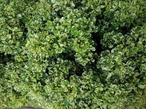 sfondi plant, herb