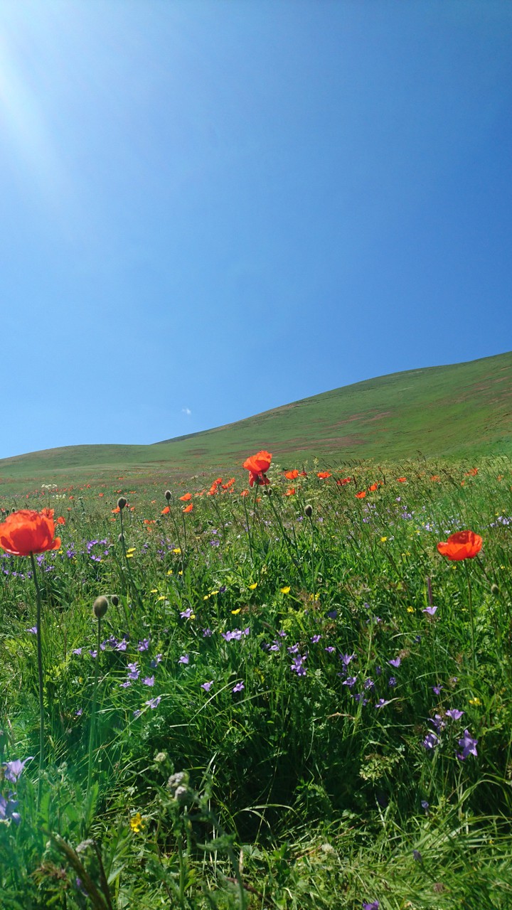 spring