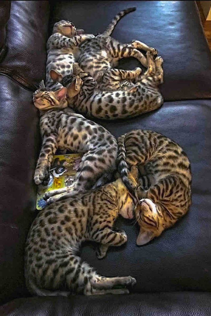 Cats