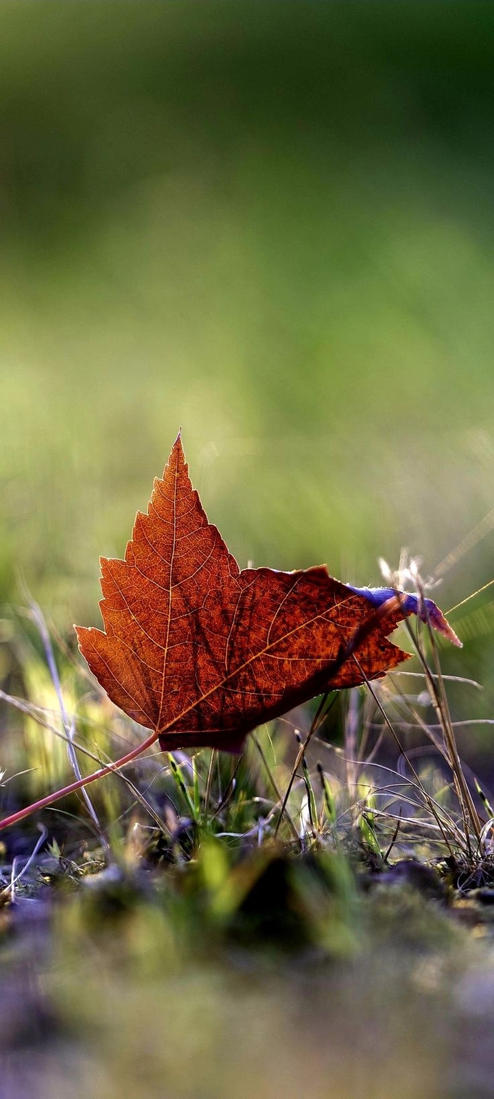 Autumn-as-art collection