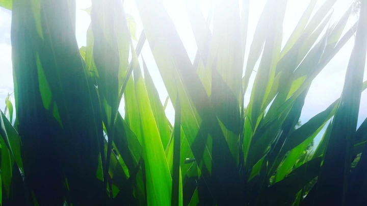 Greenery