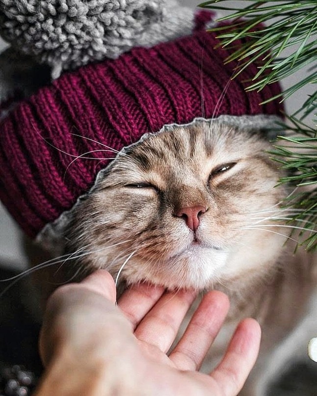 Cutecat
