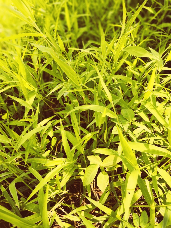 grass