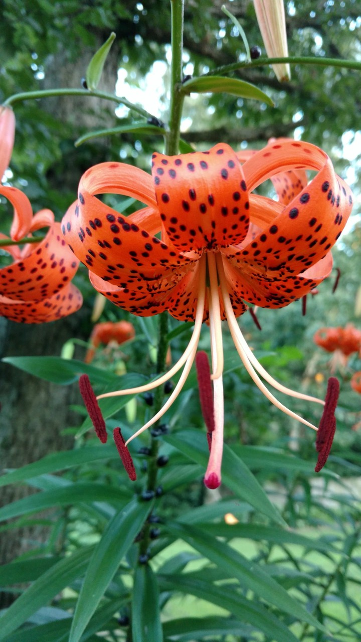 Tiger Lily