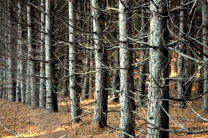 All Lined Up