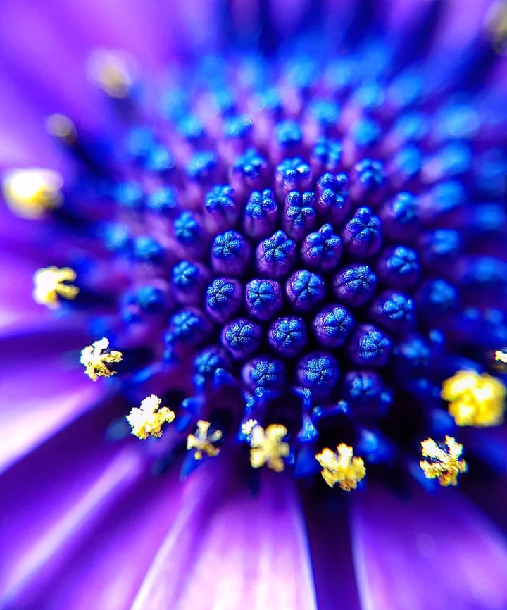 osteospermum