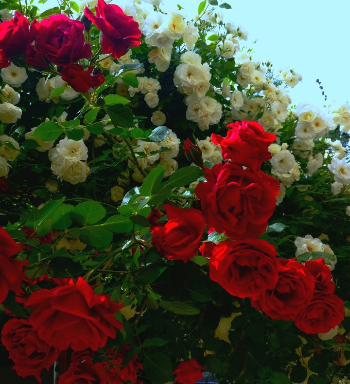 Flowery