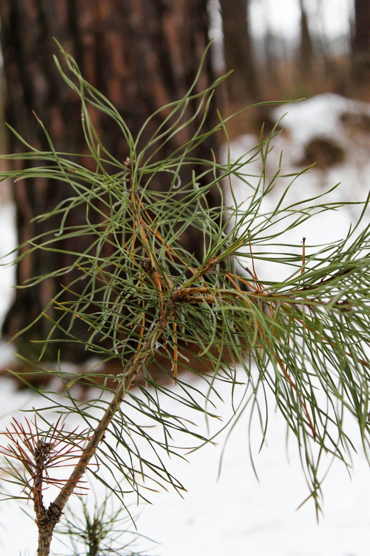 pine