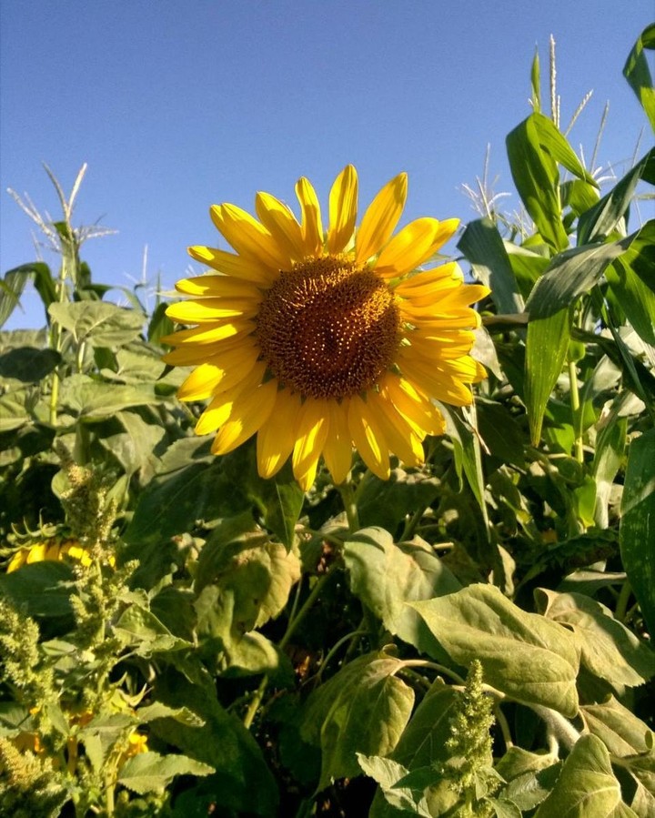 Sunny sunflower)