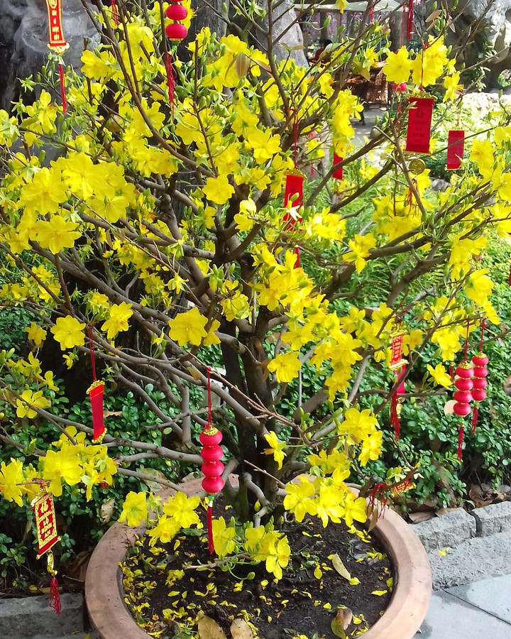 Golden Apricot Blossom