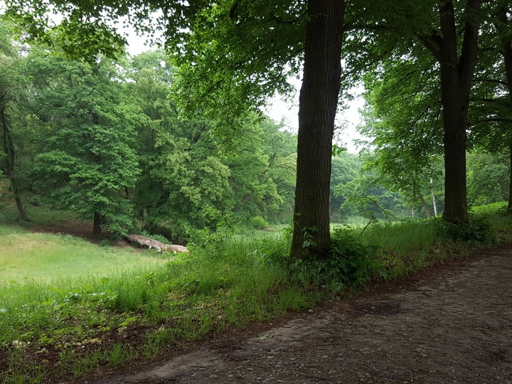 wald