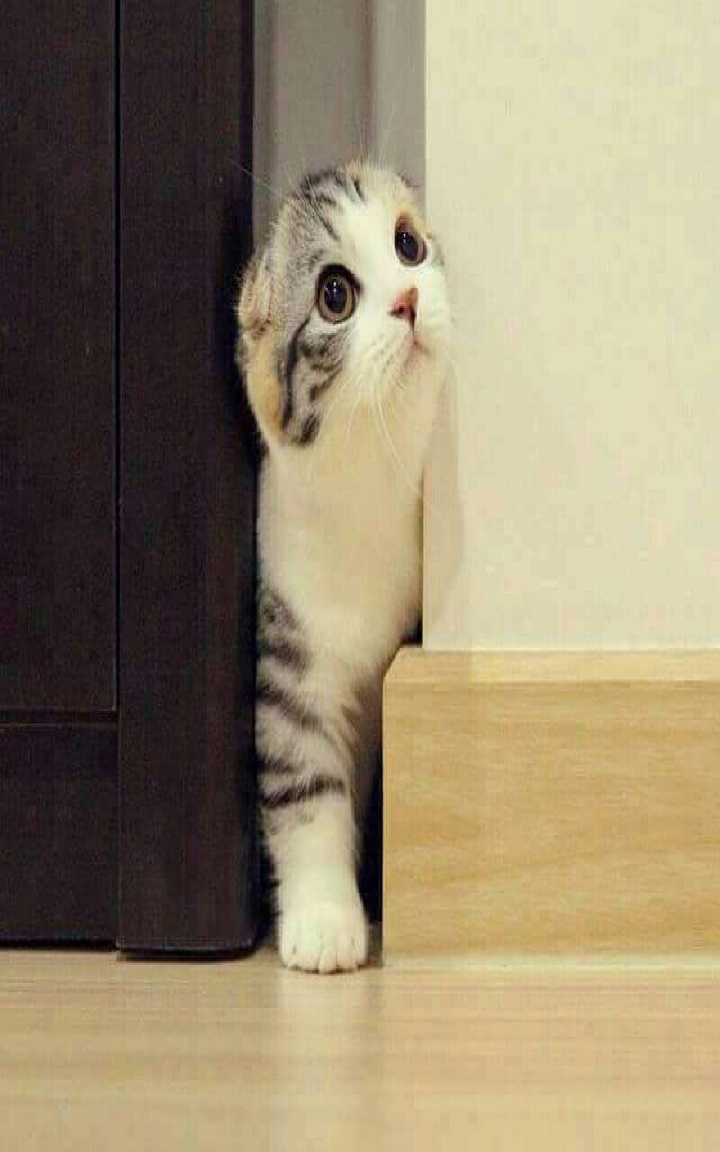 kitty cat