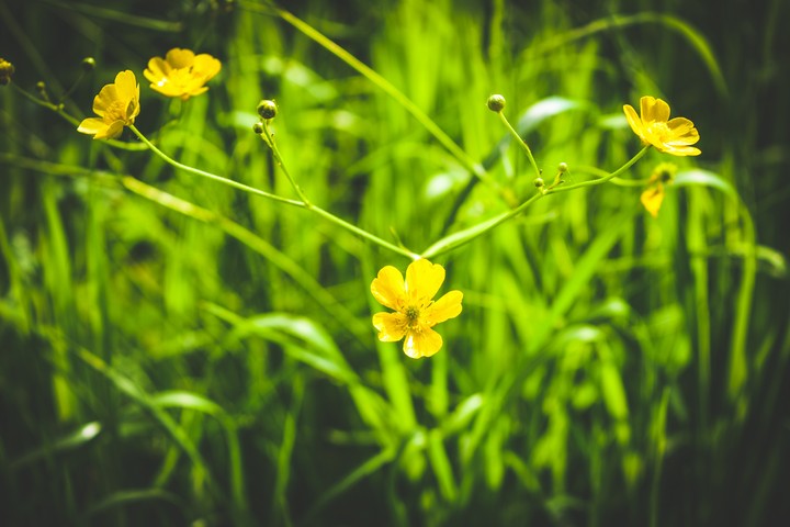 #buttercups