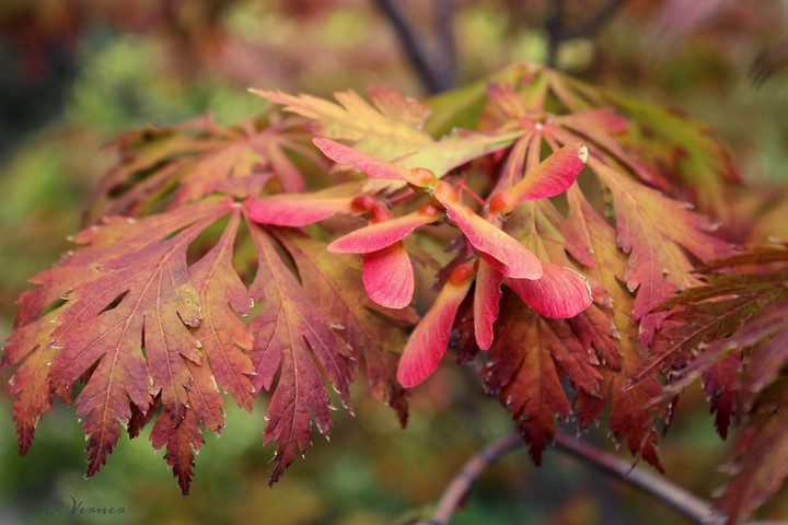 O.V. ♡ my Autumn