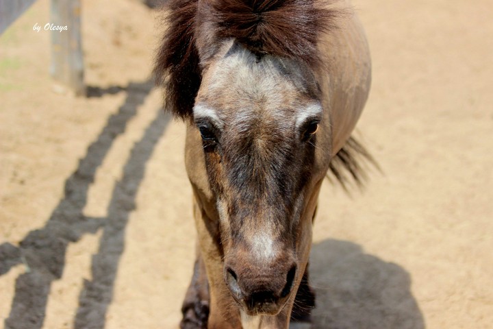 Horse