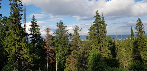 forest